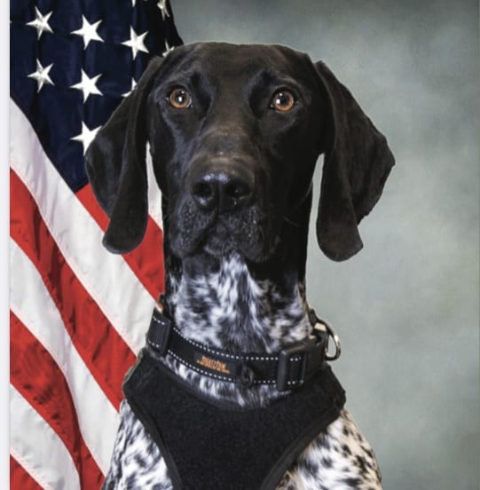 TSA s Annual Calendar Of Detection Dogs Available To The Public For The First Time HS Today