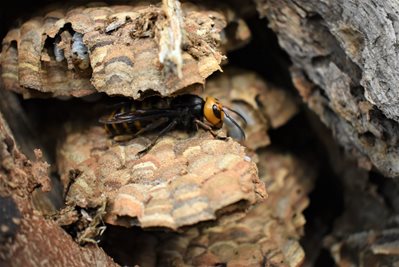 Washington State Eradicates the First Asian Giant Hornet Nest of the Year: What You Need to Know About the So-Called ‘Murder Hornet’