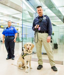 Celebrating Our Canine Heroes on International Dog Day Homeland Security Today