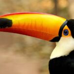 CBP Finds Parrot and Toucans Concealed Inside Travelers’ Belongings