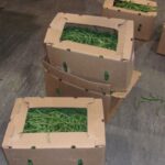 .1 Million Worth of Fentanyl Pills Concealed Within a Shipment of Green Beans
