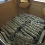Indianapolis CBP Records a 400 Percent Increase in Marijuana Seizures