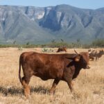 Former USDA Animal Inspector Sentenced for Accepting Bribes to Let Mexican Cattle into Country Without Quarantine or Inspection