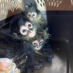 More Spider Monkeys Seized by CBP