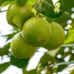 Shipment of Limes Results in Over  Million Worth of Cocaine