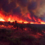 forest in fire , wild fire image