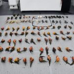 Coast Guard Apprehends 4 Men Indicted for Wildlife Smuggling Near Puerto Rico